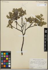 Foto von Salix chloroclados Flod. x Salix glauca L.